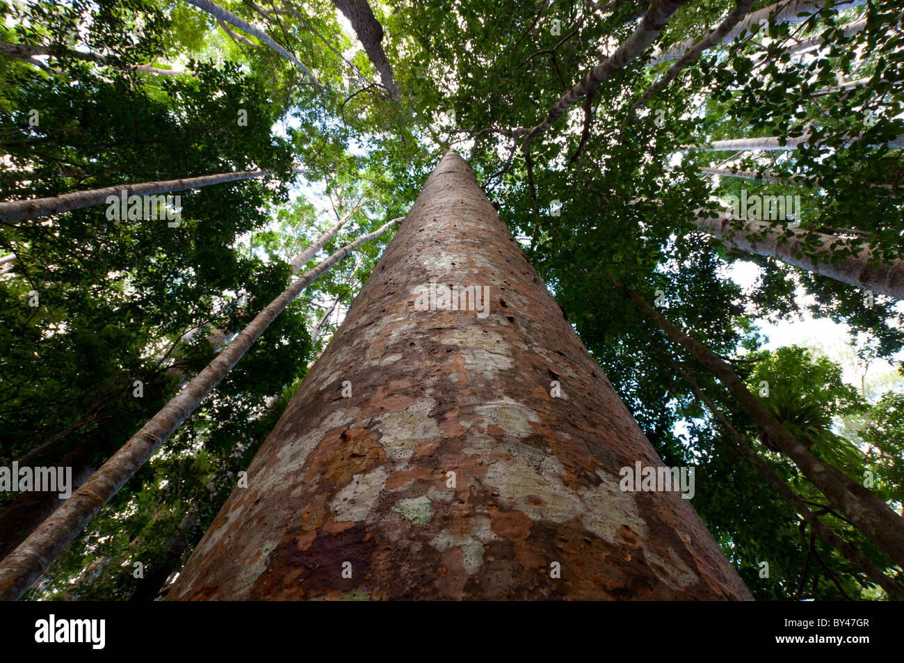 Rainforest Tree Stock Photo
