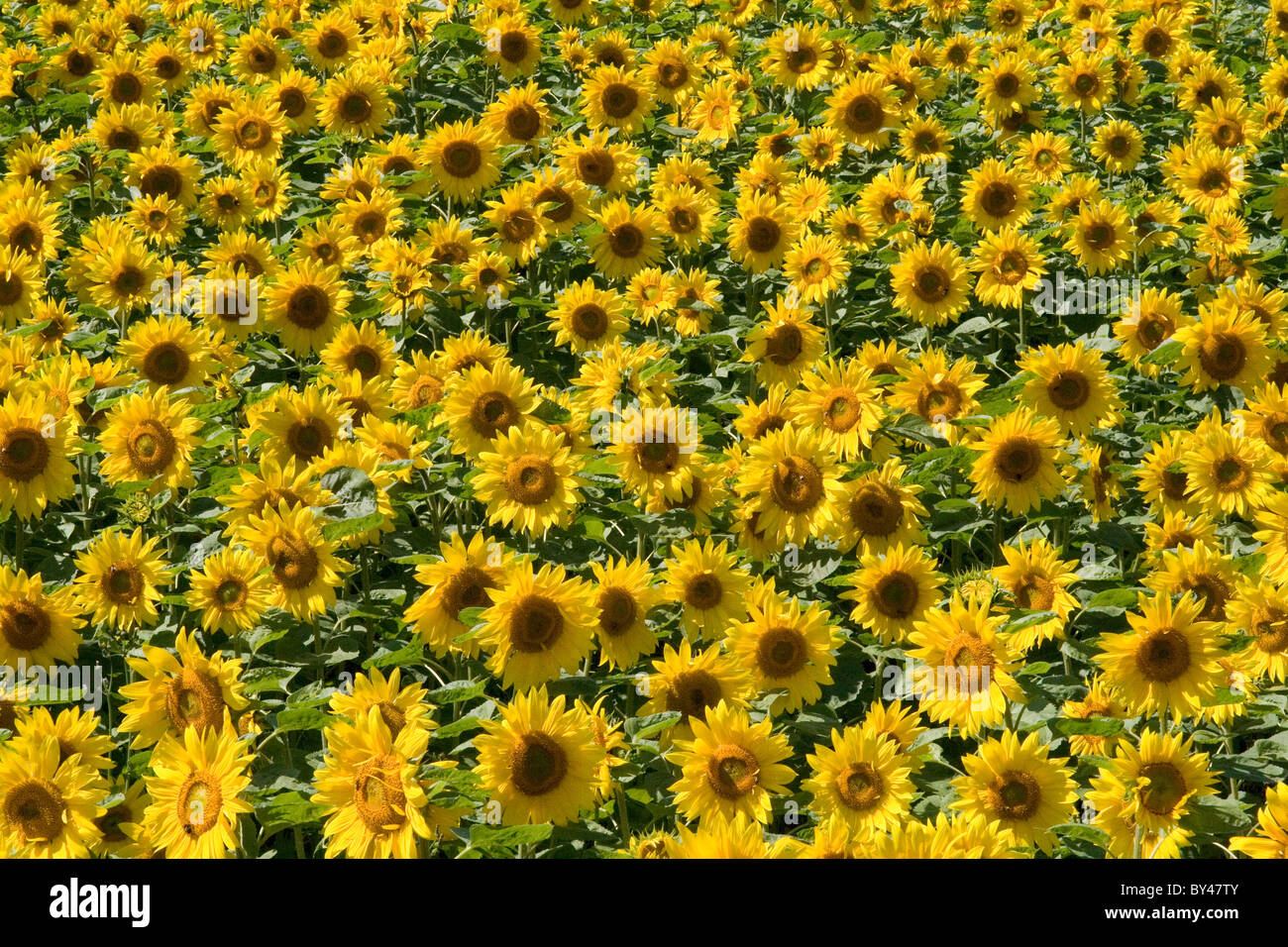A photo full of sunflowers in yellow Stock Photo - Alamy