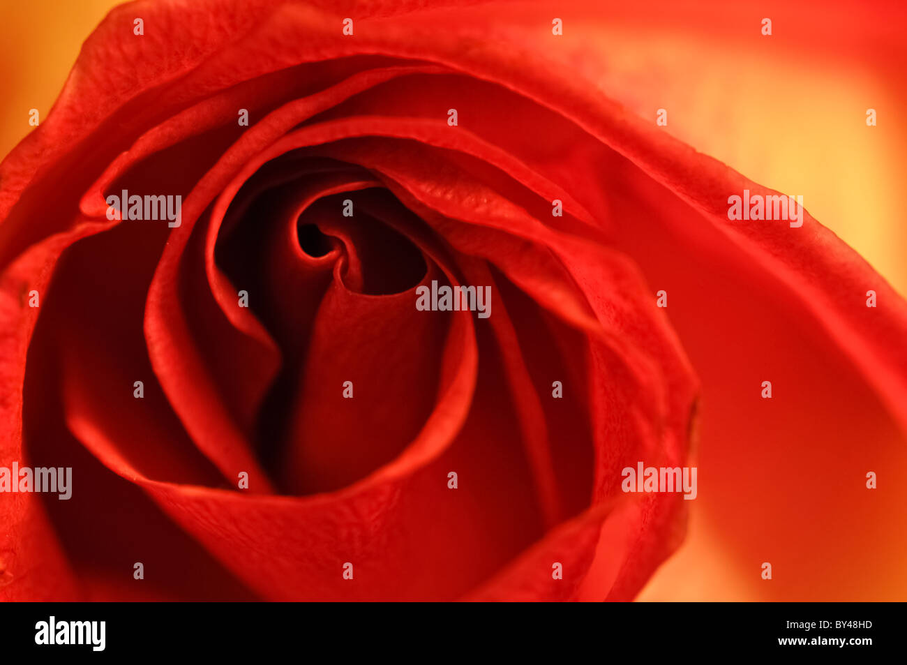 Blurry red rose hi-res stock photography and images - Alamy