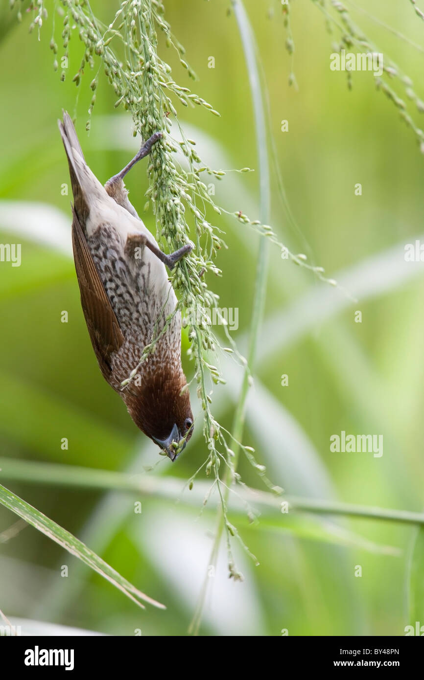 Nutmeg Mannikin (Lonchura punctulata) eating grass Stock Photo Alamy