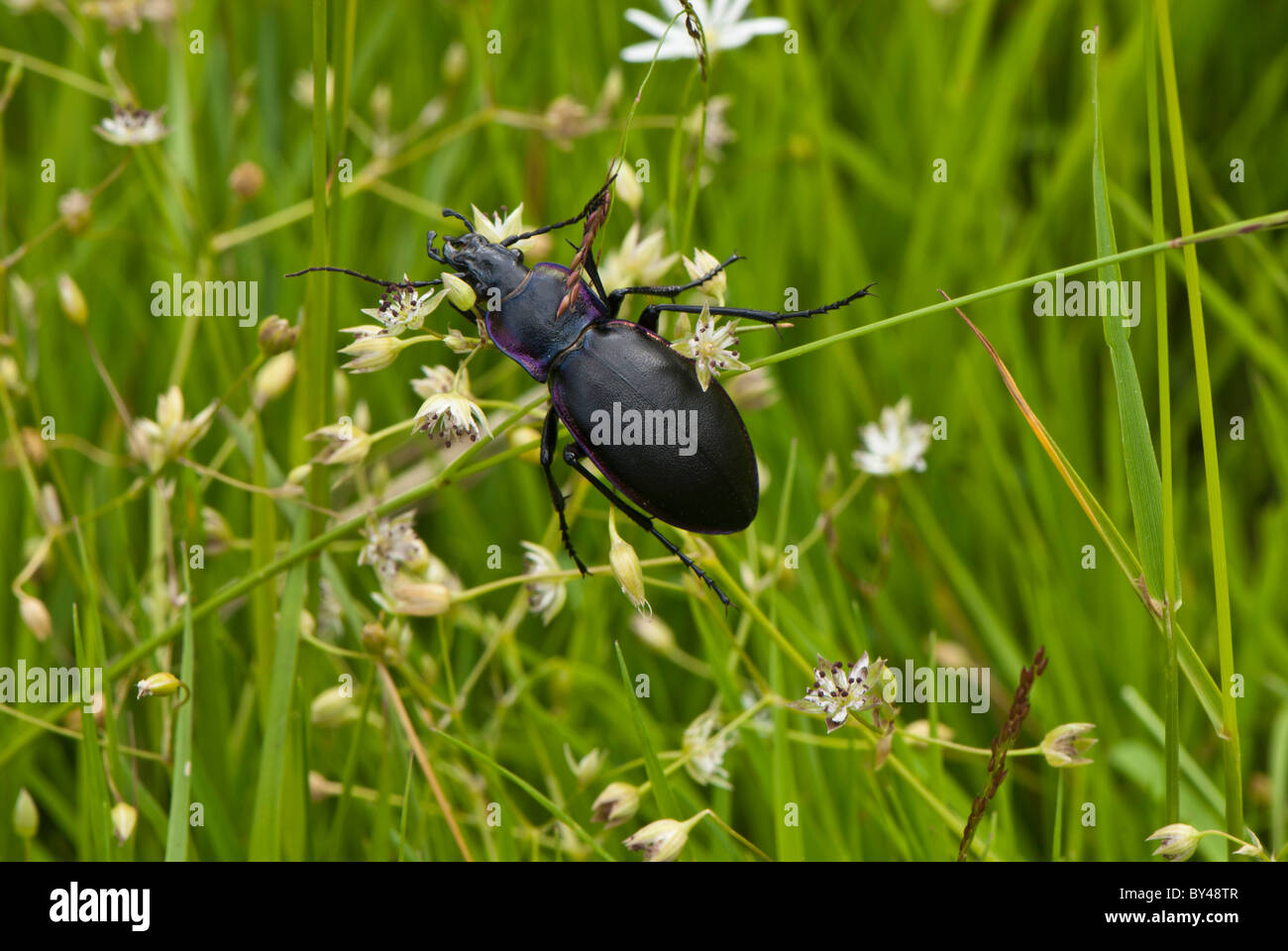 Ground beetle Abax parallelepipedus in grass. Largest British insect Stock Photo
