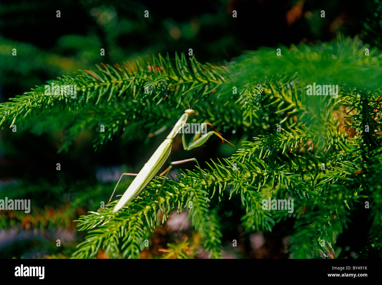 Praying mantises native hires stock photography and images Alamy