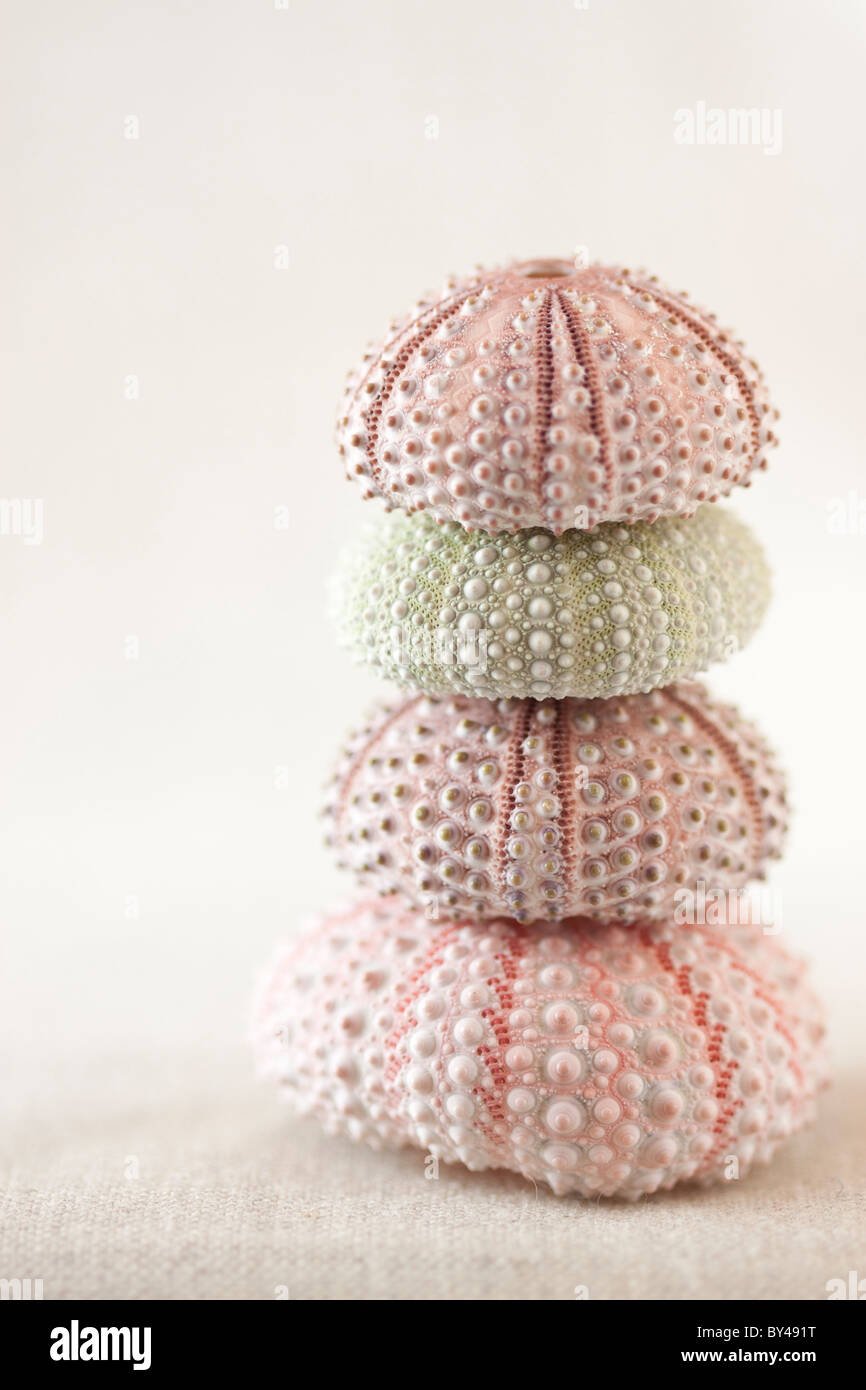 Stack of sea urchin shells on a pale background Stock Photo - Alamy
