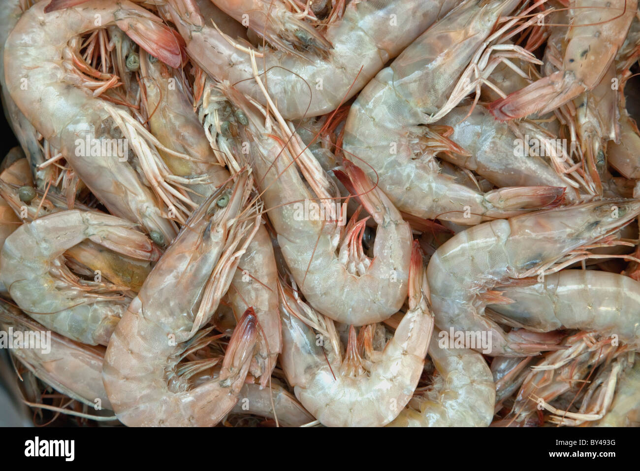 Brown Shrimp catch, Stock Photo