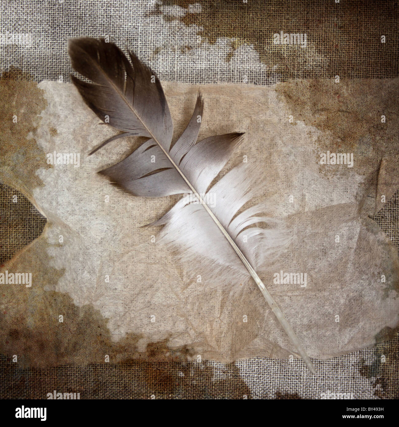 Feather on old and weathered sepia background. Stock Photo