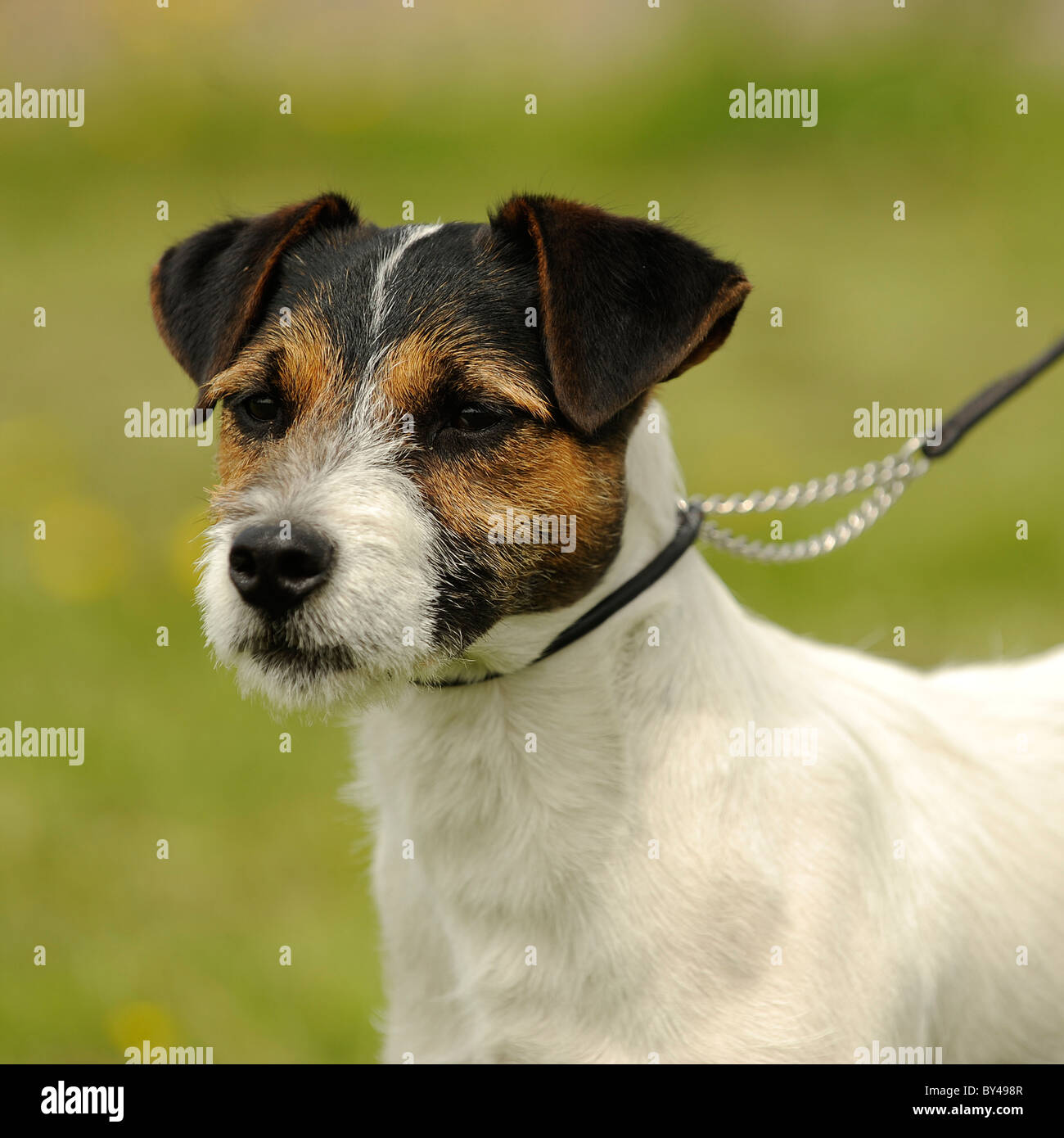 jack russell terrier on a lead Stock Photo