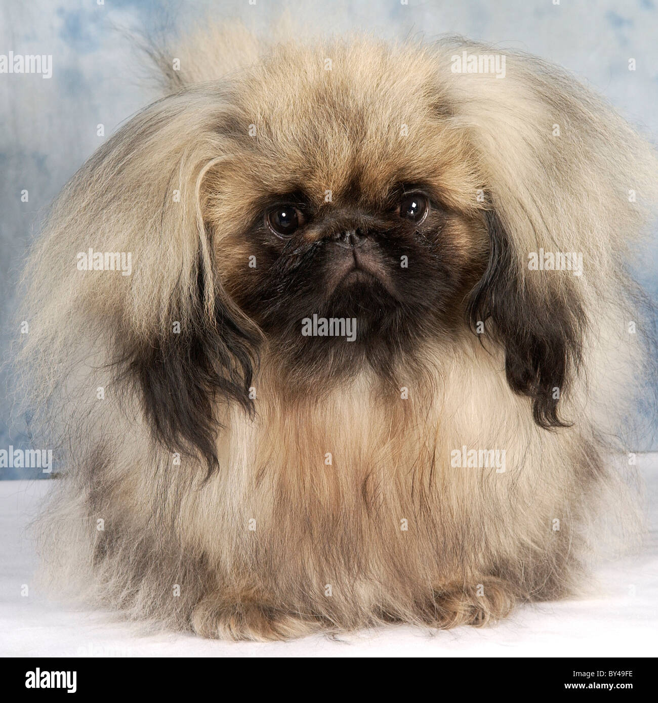 pekingese crufts