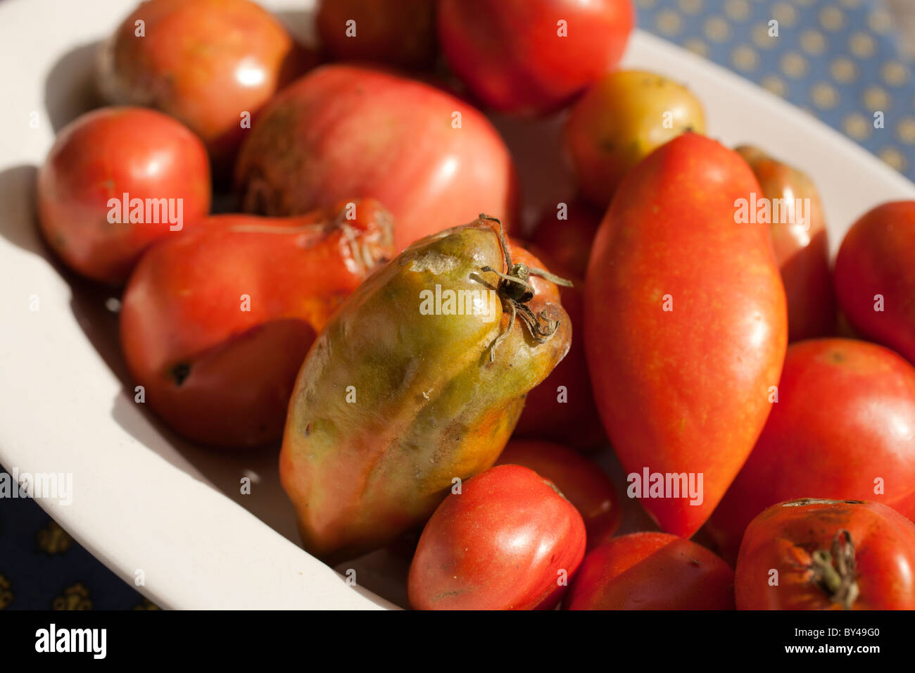 Plate of rotten tomatoes Stock Photo