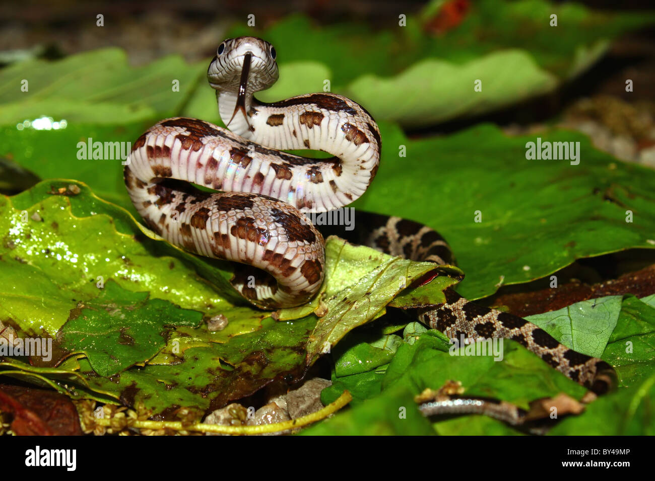 Gray Rat Snake (Elaphe obsoleta) Stock Photo