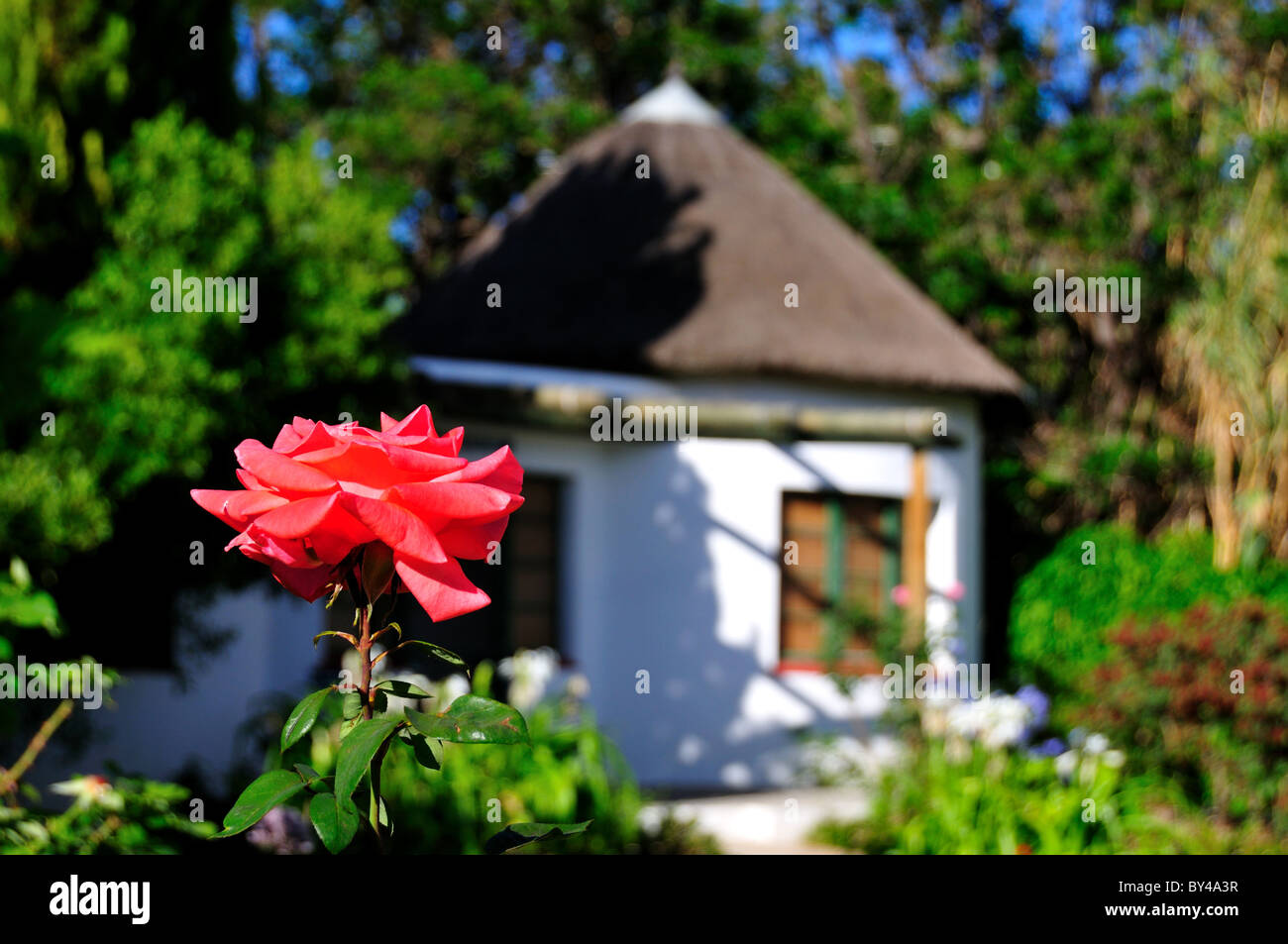 Red rose blooms in a flower garden. Prince Albert, South Africa Stock Photo Alamy