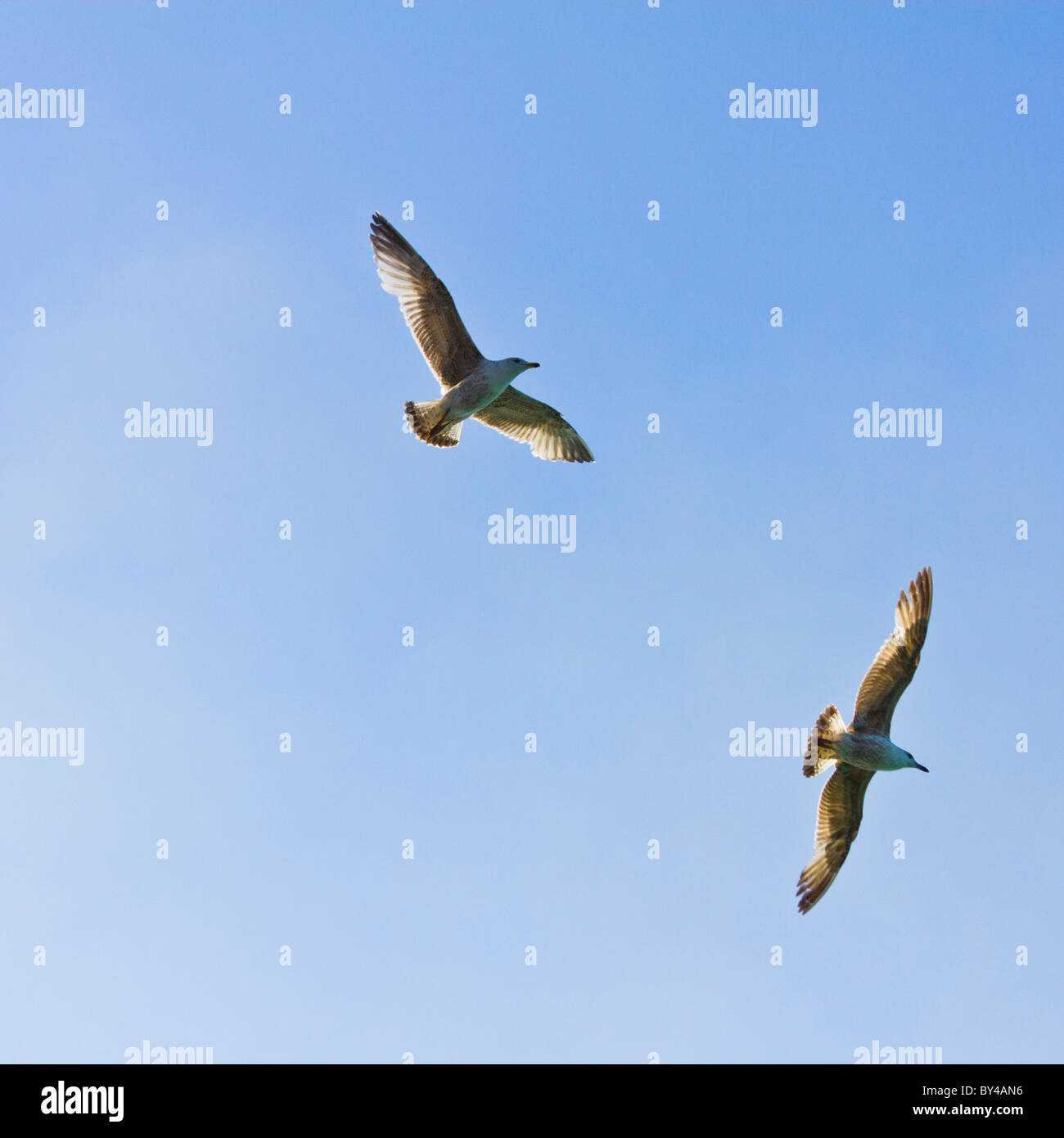 Two Seagulls with spread wings soaring. Stock Photo