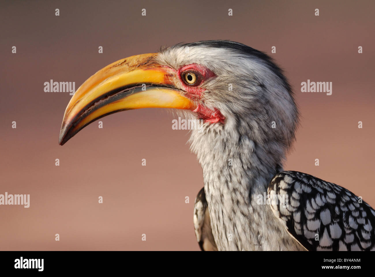 Southern Yellow-billed Hornbill (Tockus leucomelas) inf Kruger National Park, South Africa. Stock Photo