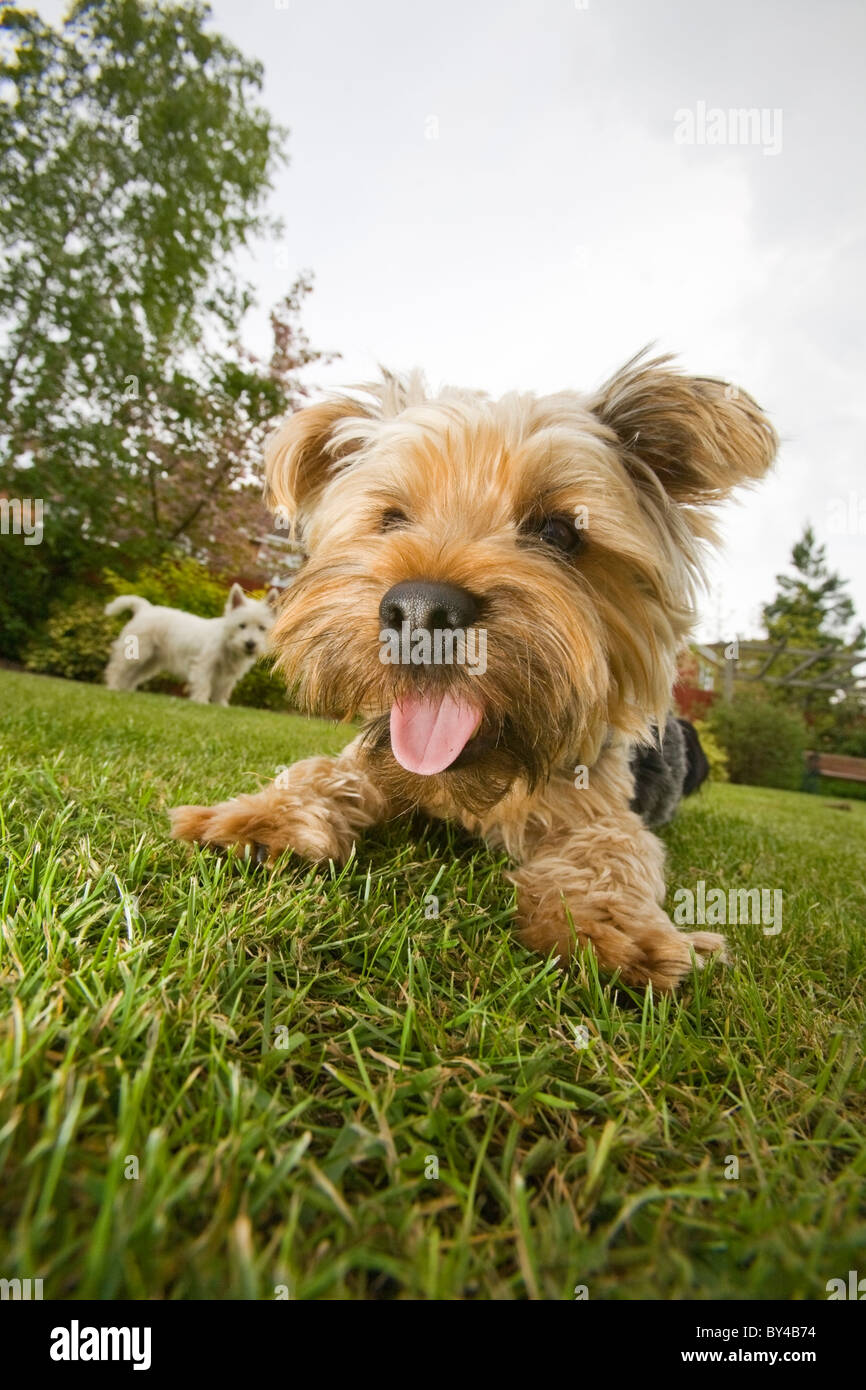 highland yorkshire terrier