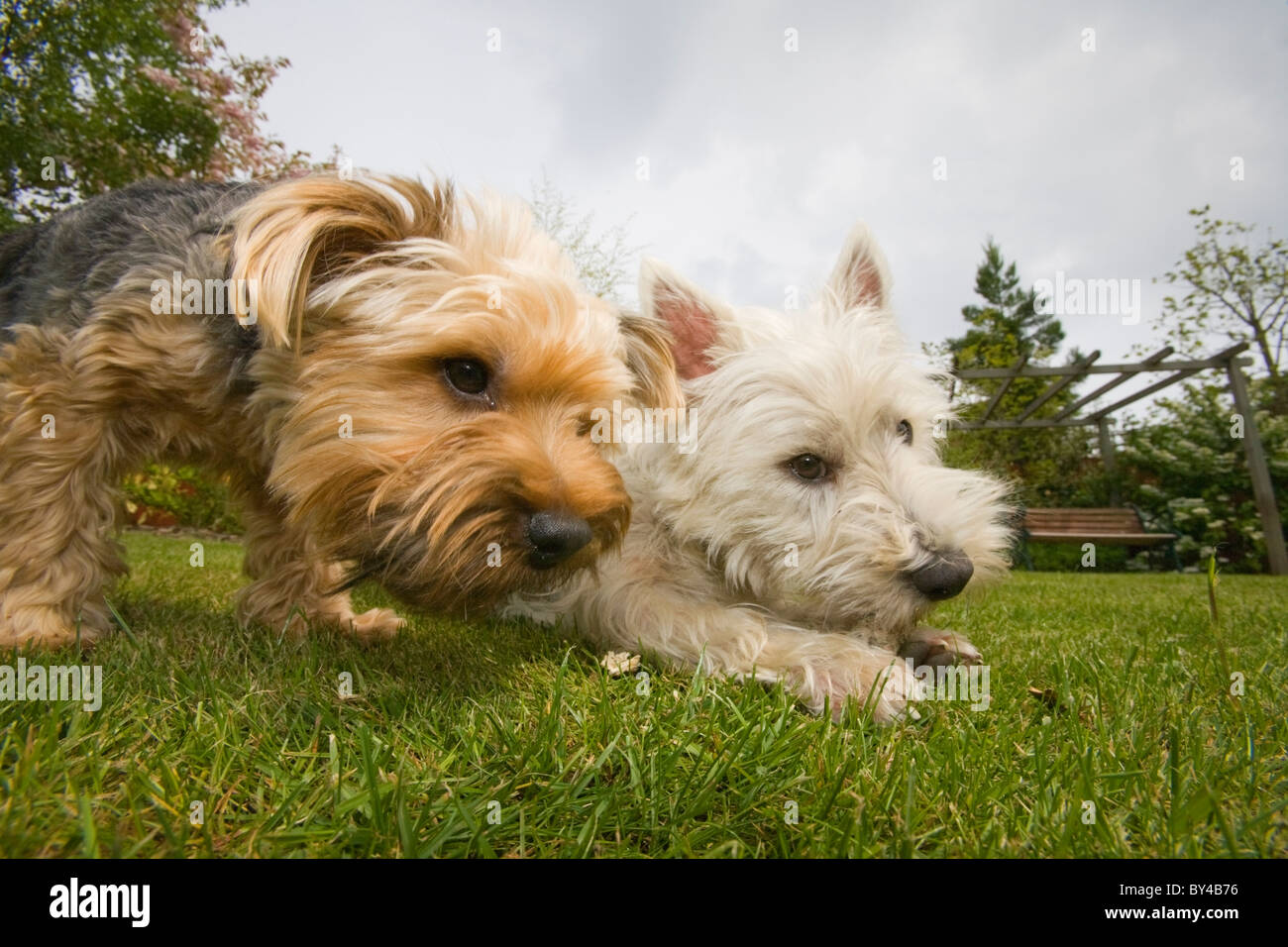 yorkshire terrier west highland white terrier