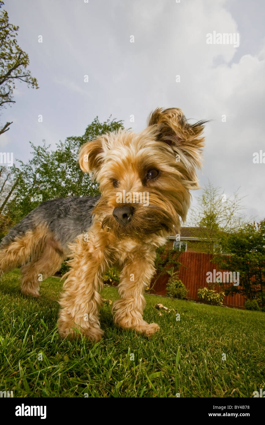 a Yorkshire Terrier standing Stock Photo - Alamy