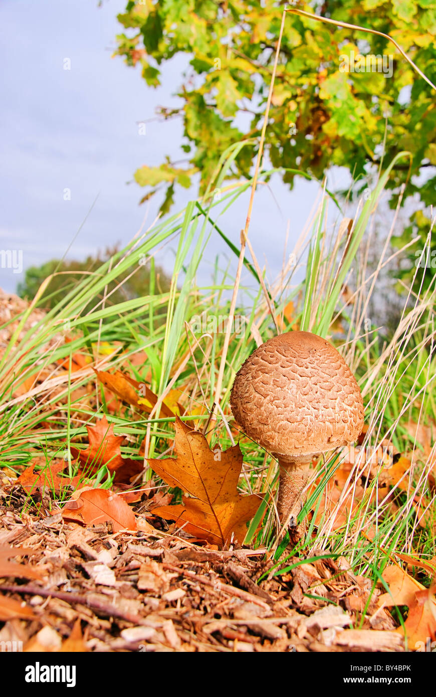 Pilz hi-res stock photography and images - Page 20 - Alamy