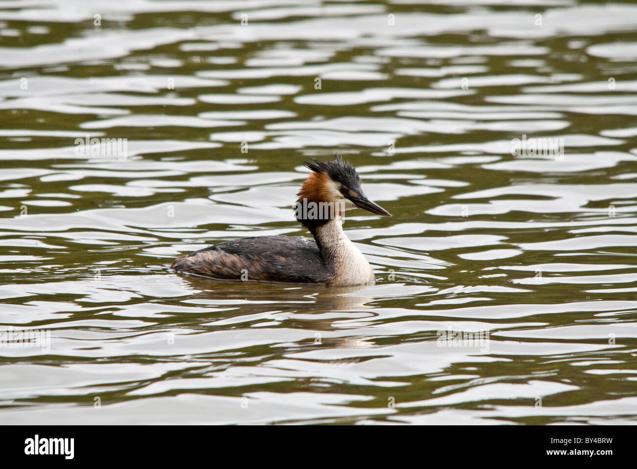 A Great Creased Grebe swimming around a lake in search for any small fish to make his dinner. Stock Photo