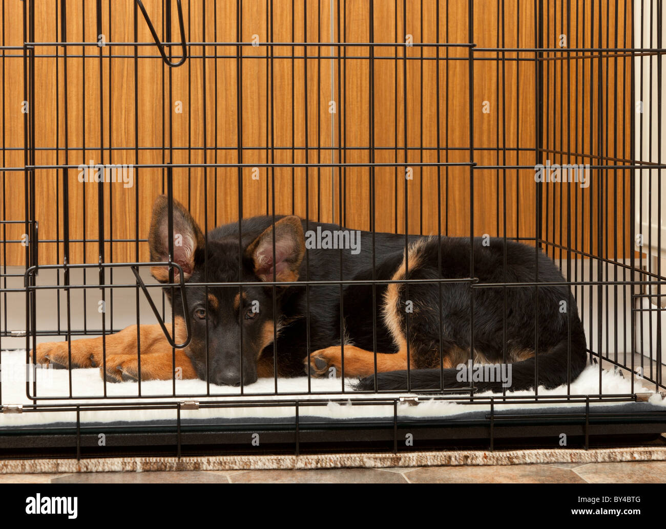 crate for german shepherd puppy