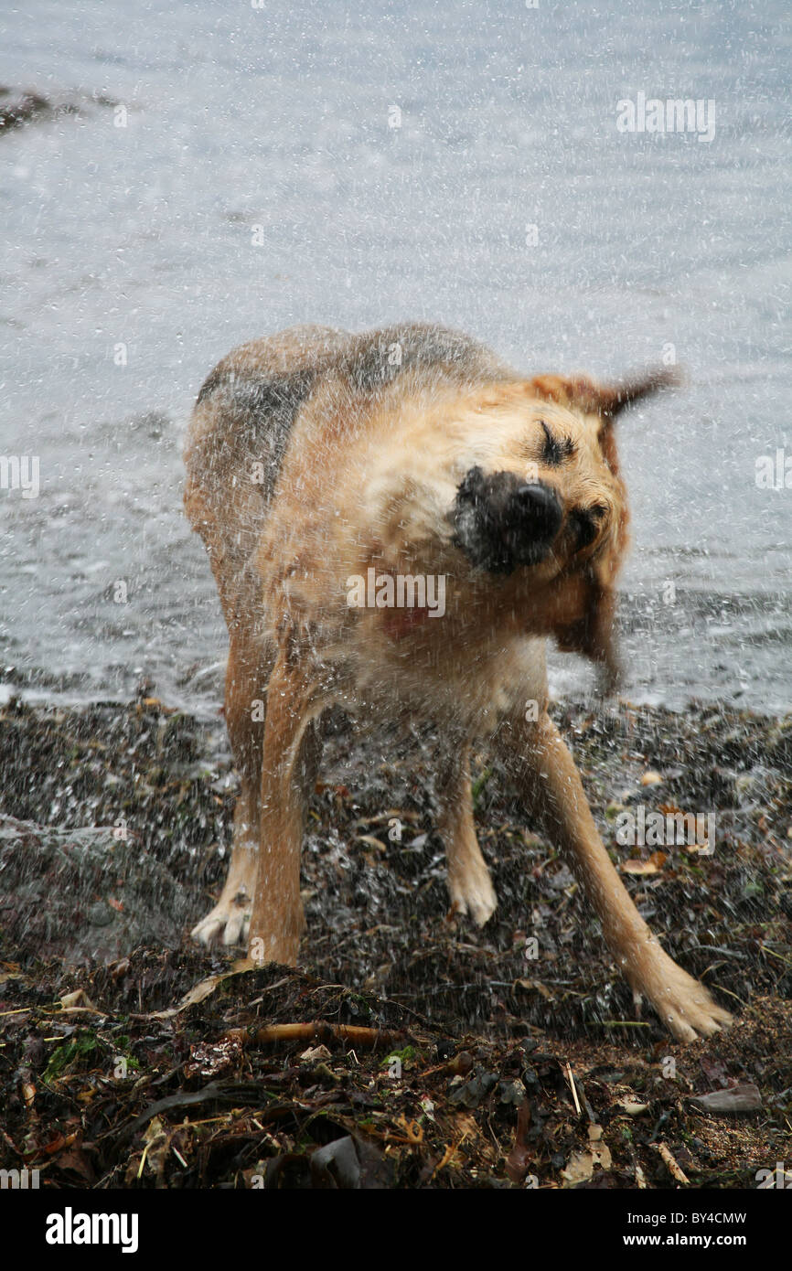 Soaking Wet Dog High Resolution Stock Photography and Images Alamy