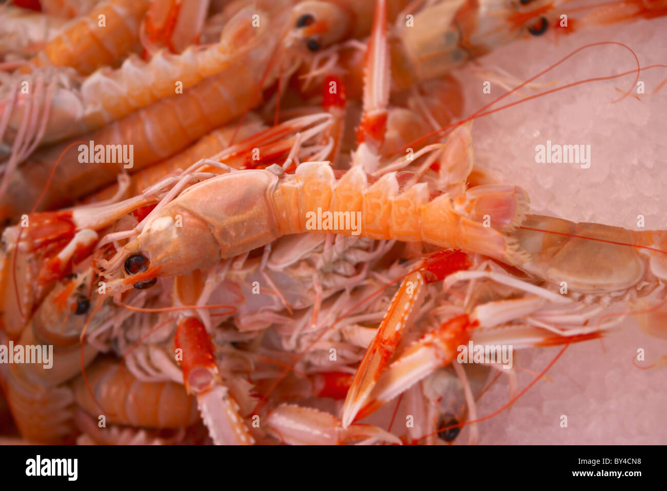 Seafood scampi hi-res stock photography and images - Alamy