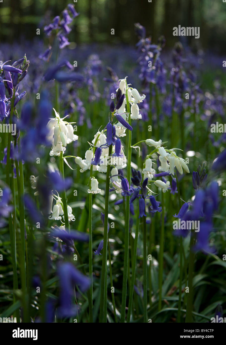 'White bluebells' growing amongst bluebells in a Wiltshire woodland. Stock Photo