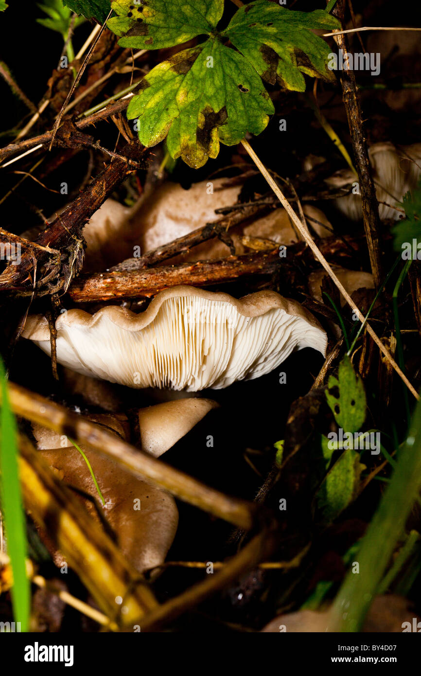 clouded funnel clitocybe nebularis Stock Photo