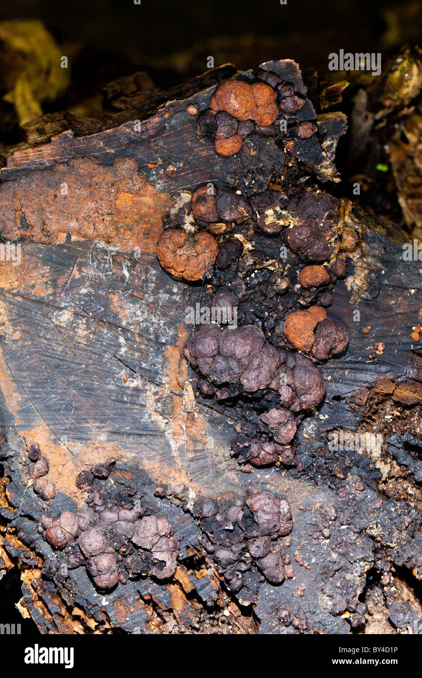 Birch Woodwart fungus Stock Photo
