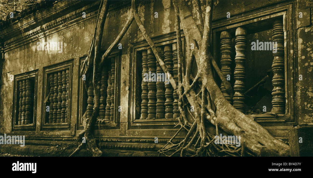 strangler figs draped across the walls of the ancient site of Beng