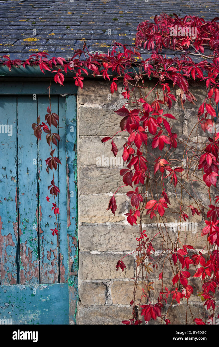 Red Viriginia Creeper On Stone Wall Slate Roof And Blue Door
