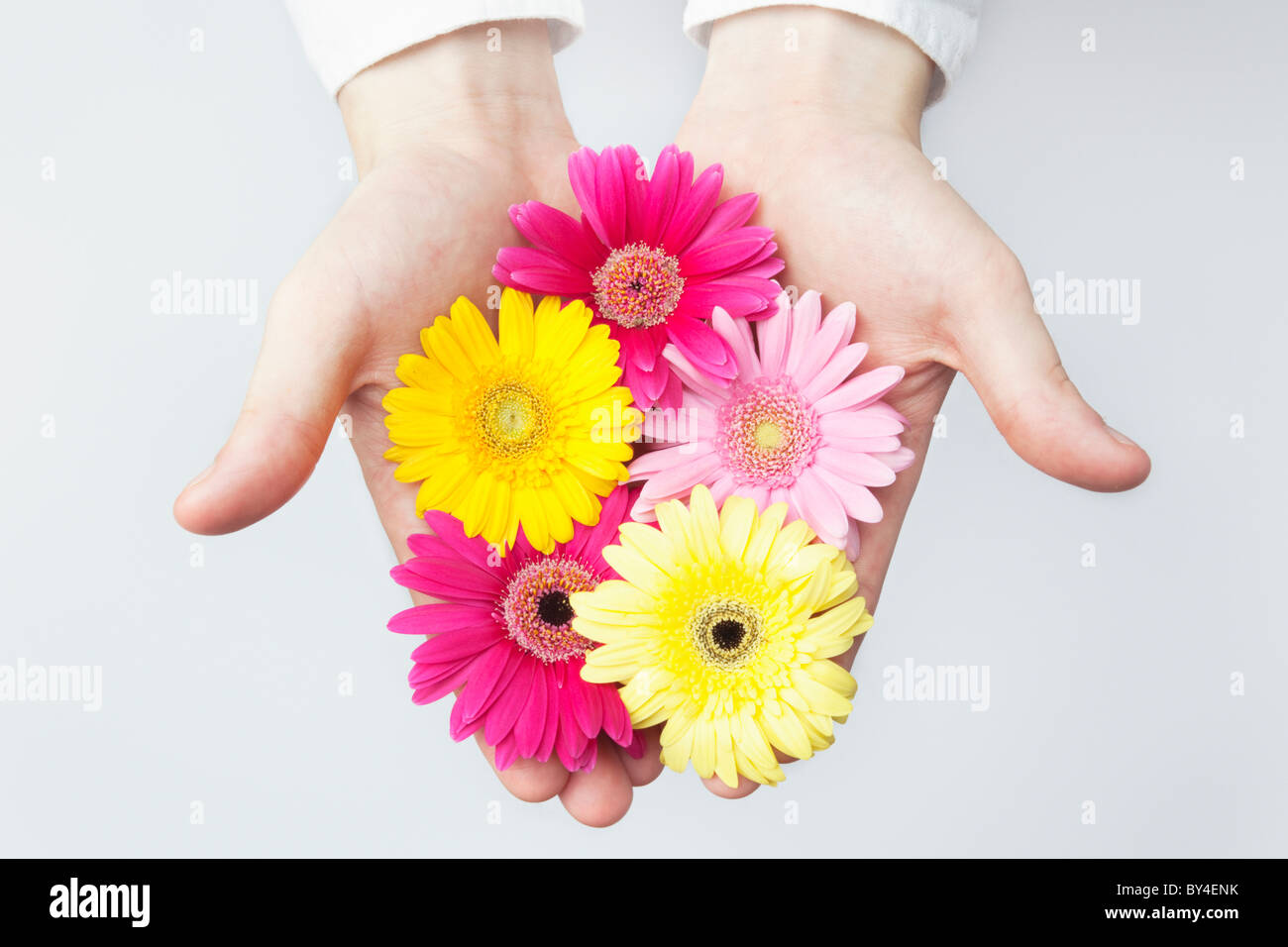 Human hand holding gerbera hi-res stock photography and images - Alamy Human hand holding gerbera hi-res stock photography and images - Alamy