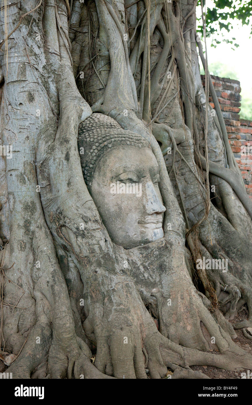 Old tree roots wrapped around hi-res stock photography and images - Alamy