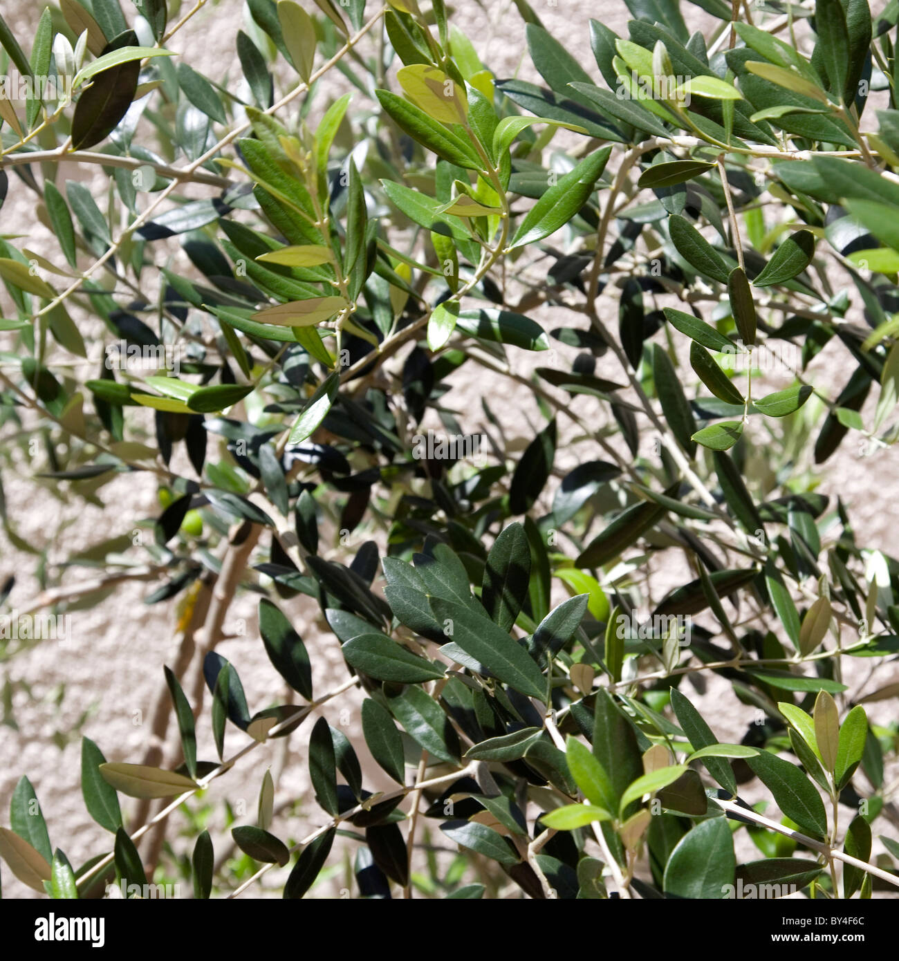 Young olive tree hires stock photography and images Alamy