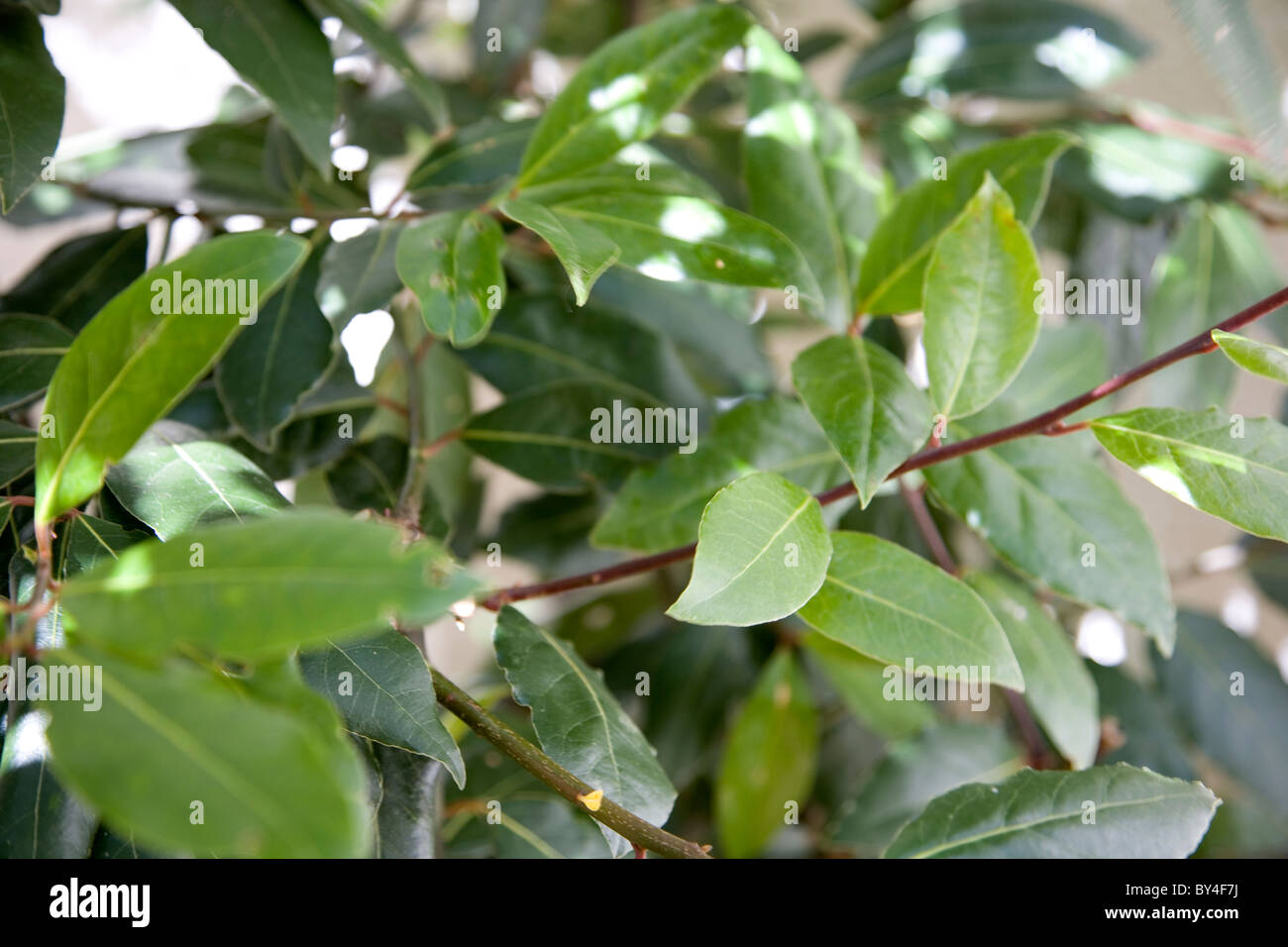 Bay leaf tree hires stock photography and images Alamy