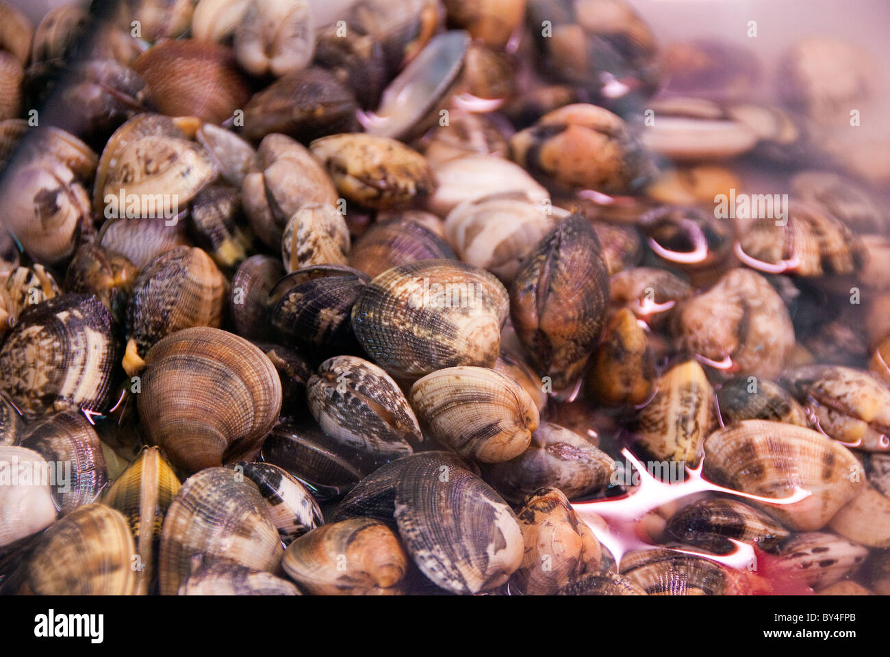 Cockles called Pietre (pebbles) on sale in the fish market in Livorno also known as Leghorn, fresh food market Stock Photo