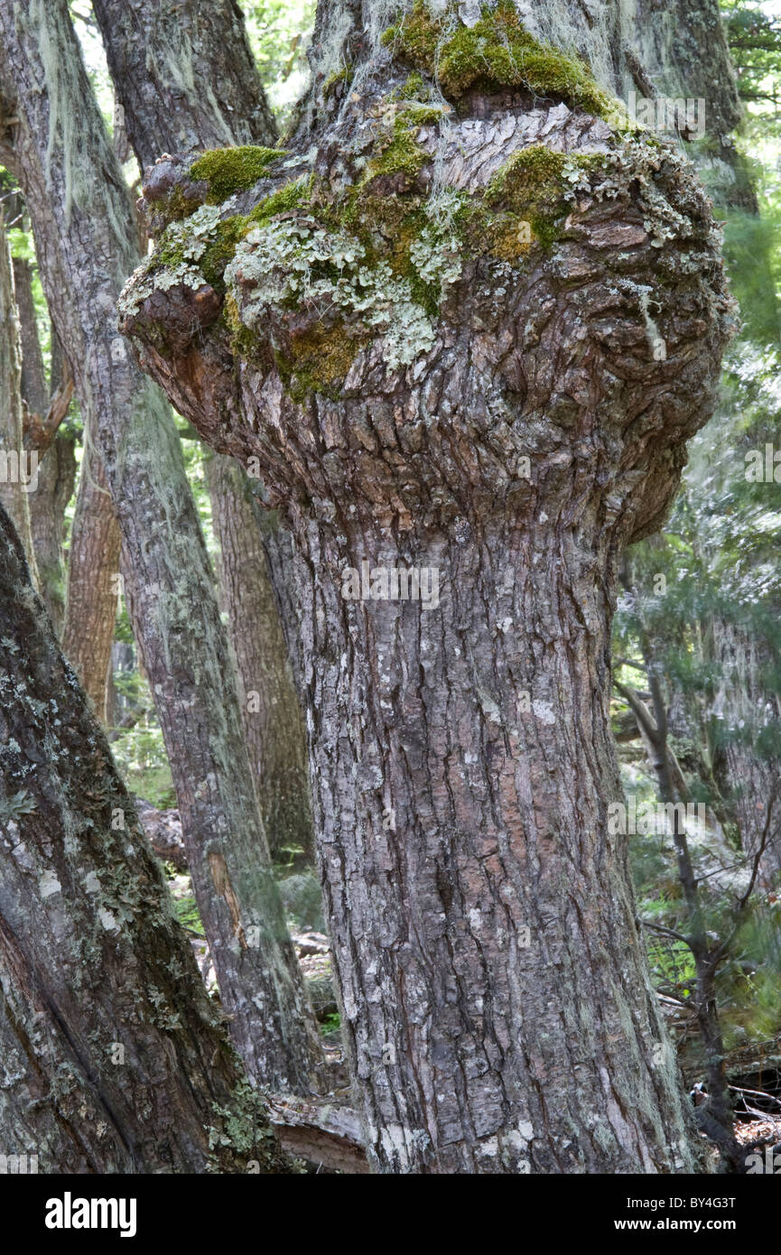 Globose tumour, 'knot' on Nothofagus tree trunk, malformation Cyttaria fungus attack Senda Hito XXIV trail Tierra del Fuego Stock Photo