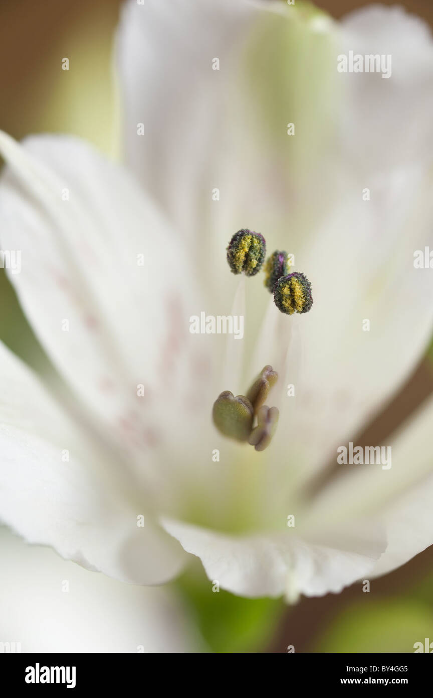 Lilium regale flower pollen hi-res stock photography and images - Alamy
