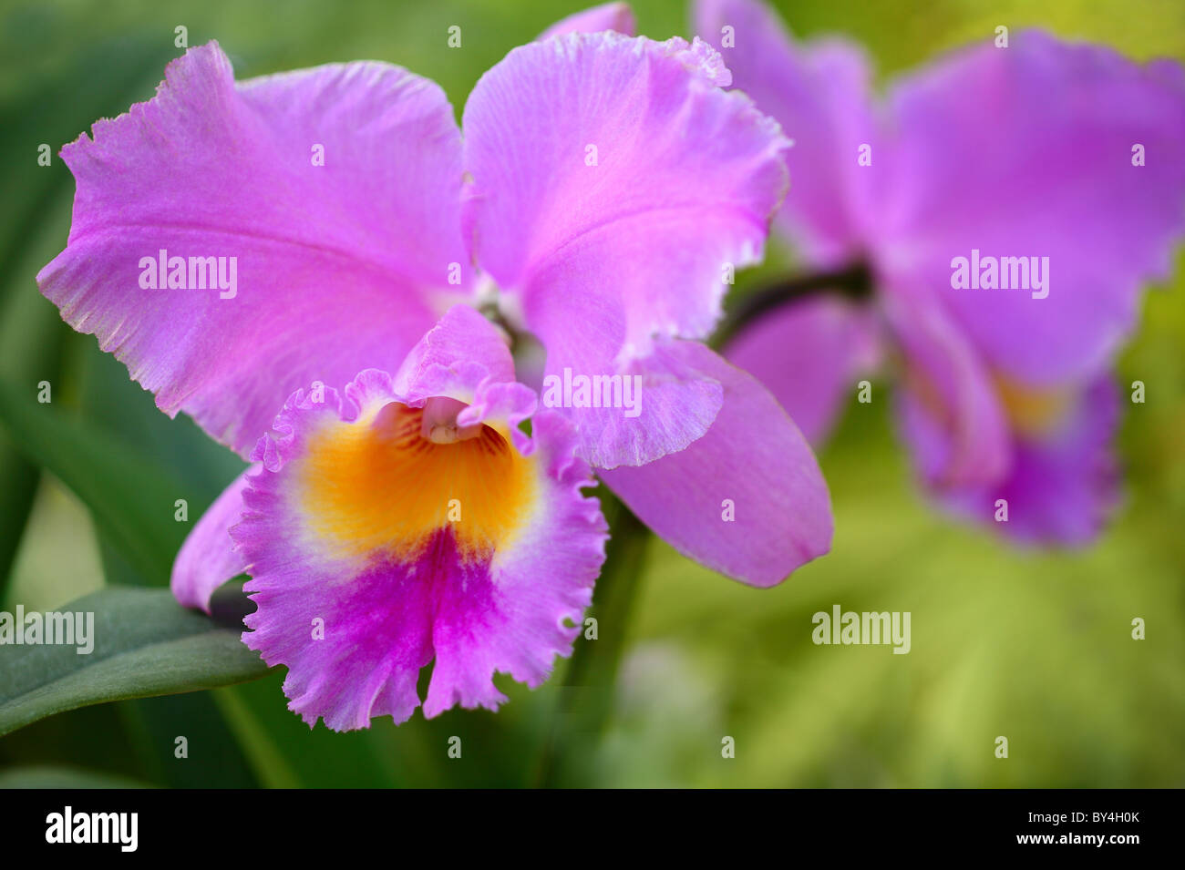 Cattleya Flower Stock Photo
