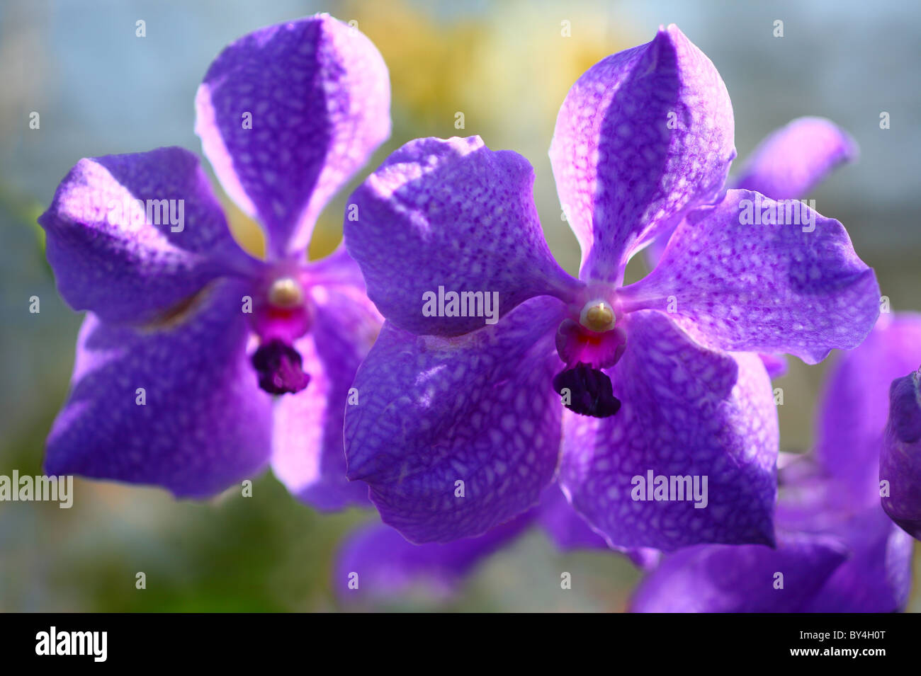 Vanda Flowers Stock Photo