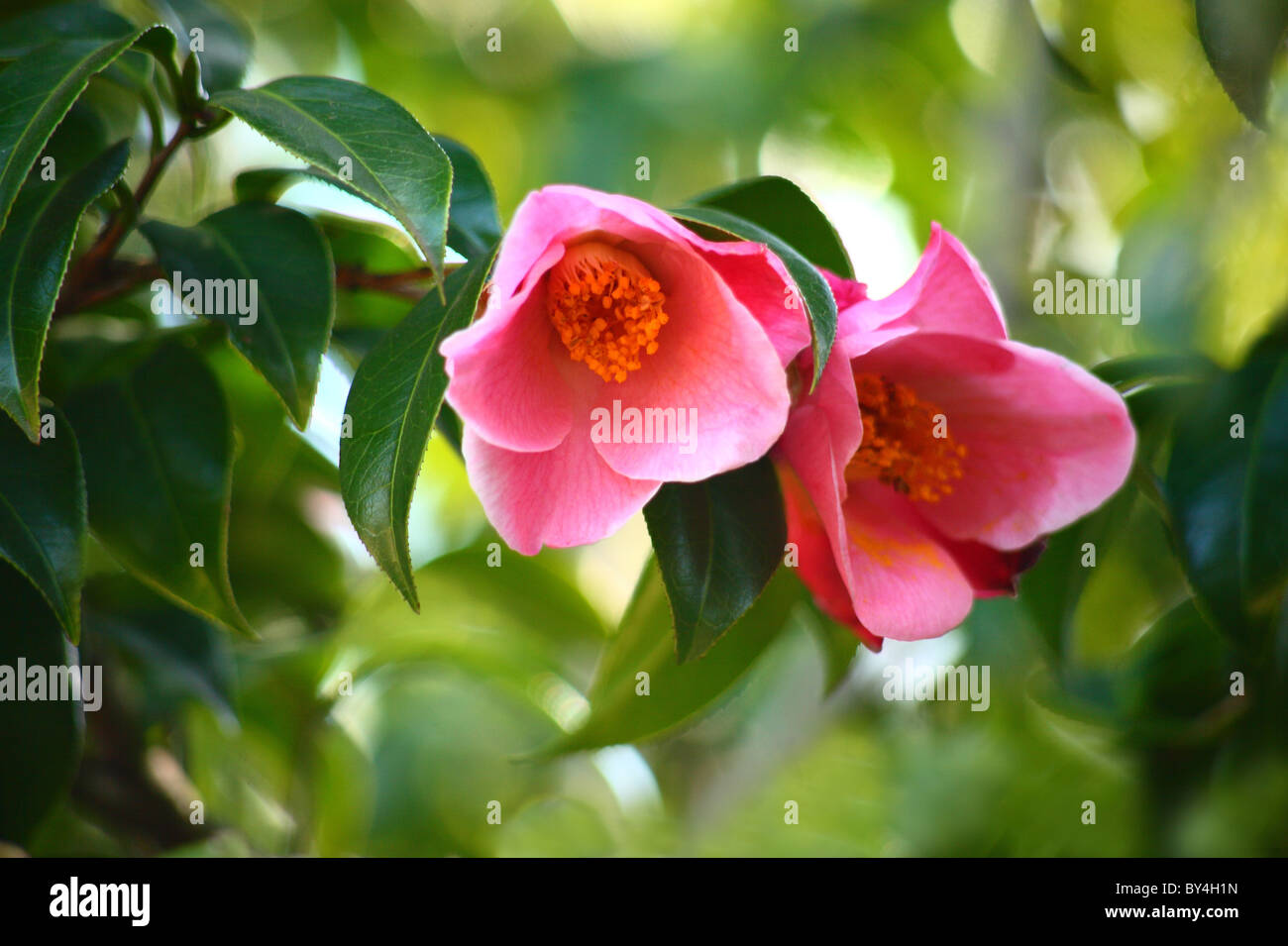 Red Camellia Flower High Resolution Stock Photography and Images - Alamy