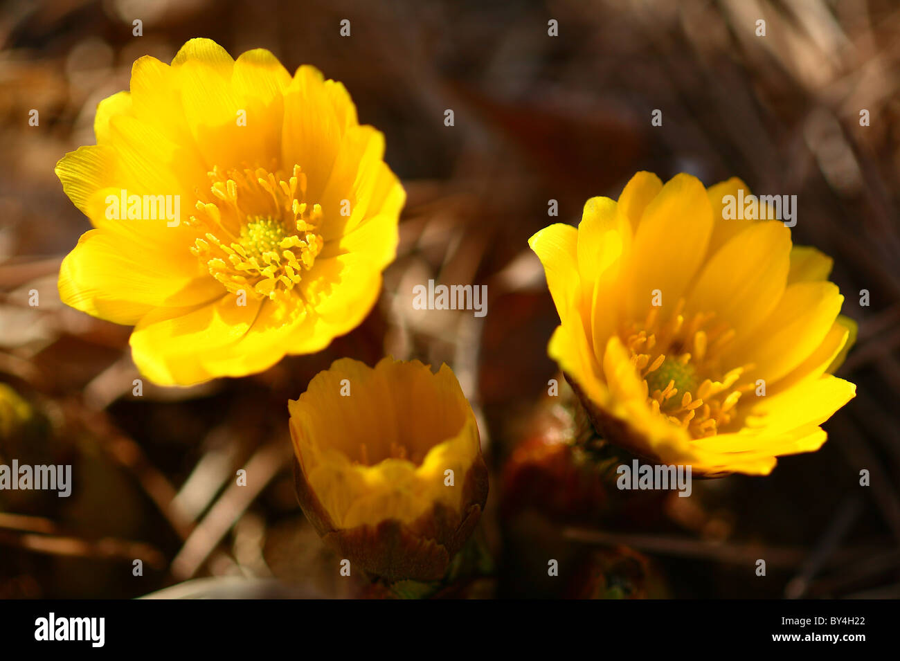 Far East Amur Adonis Flowers Stock Photo