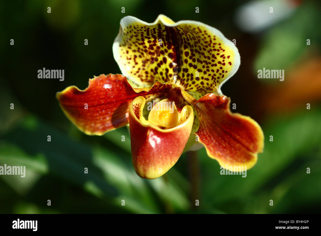 Single Paphiopedilum Flower Stock Photo