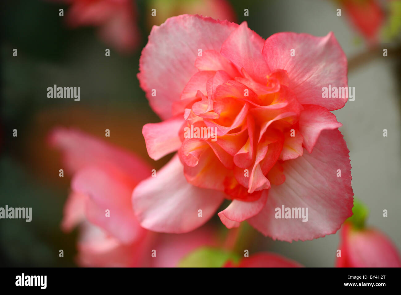 Begonia Flower Stock Photo