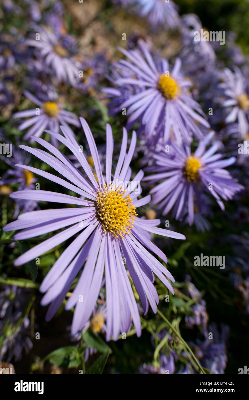Mauve Asters X Frikartii 'Monch' Frikart's aster Stock Photo