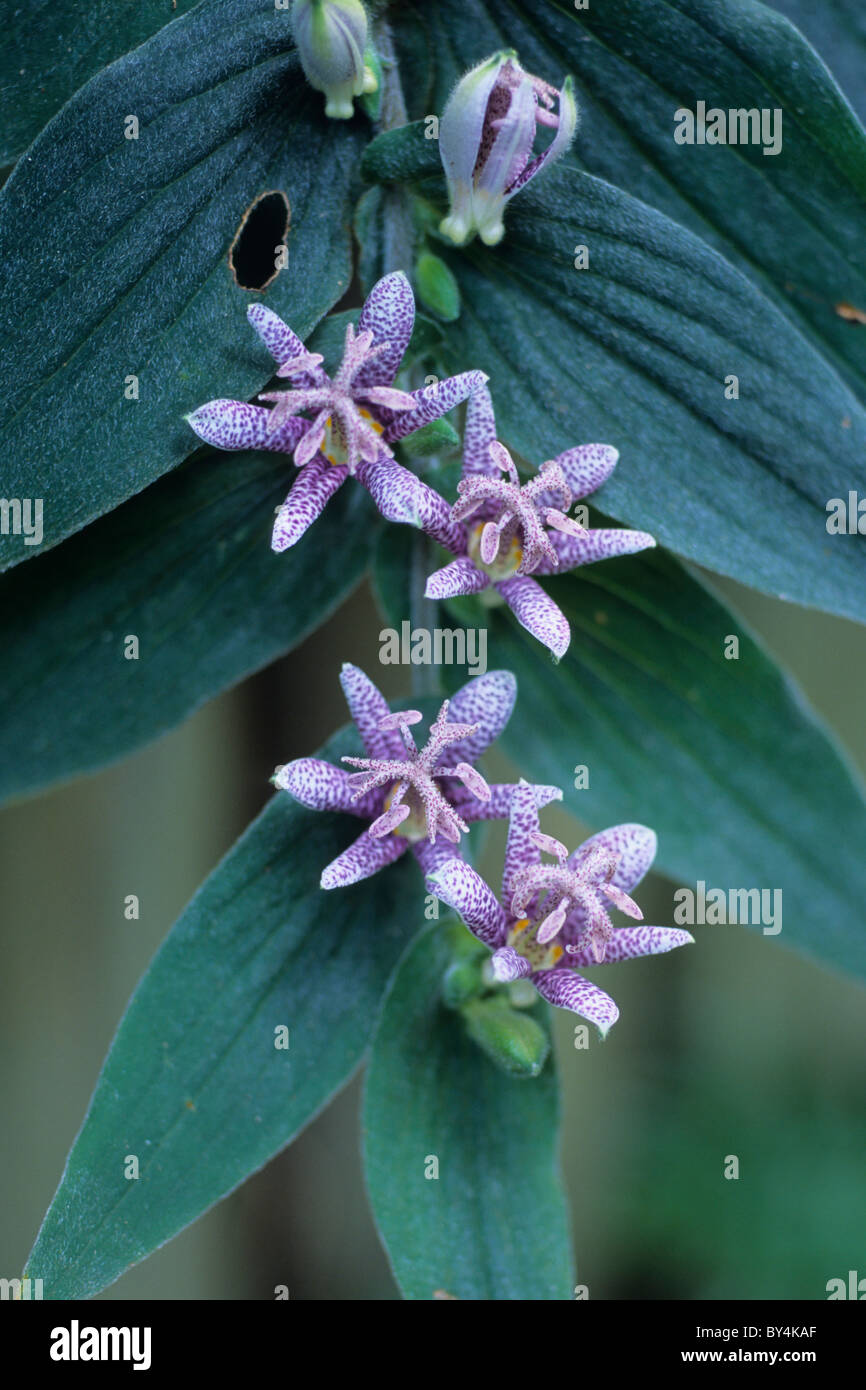 Japanese Toad Lily Flowers Stock Photo