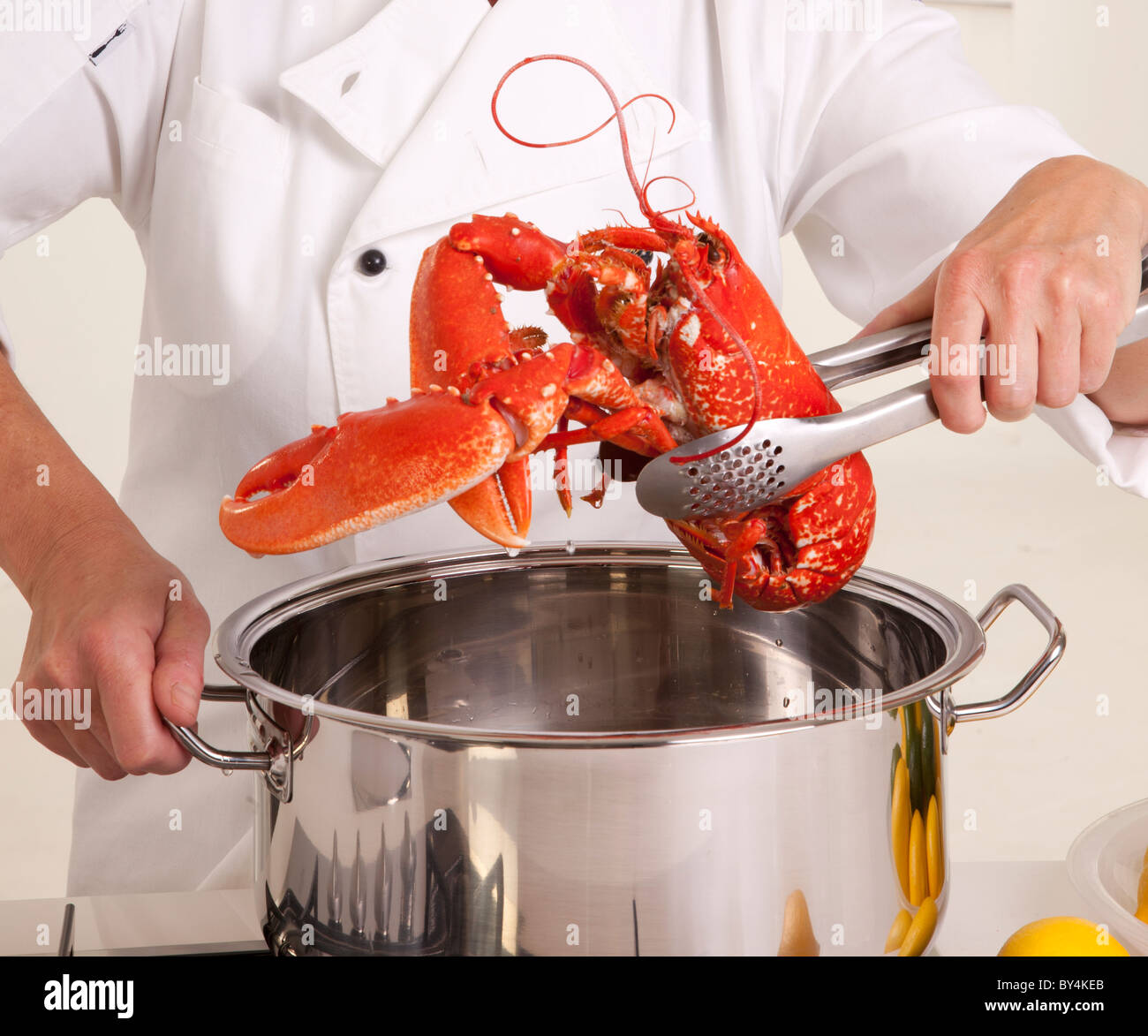 CHEFT COOKING LOBSTER Stock Photo