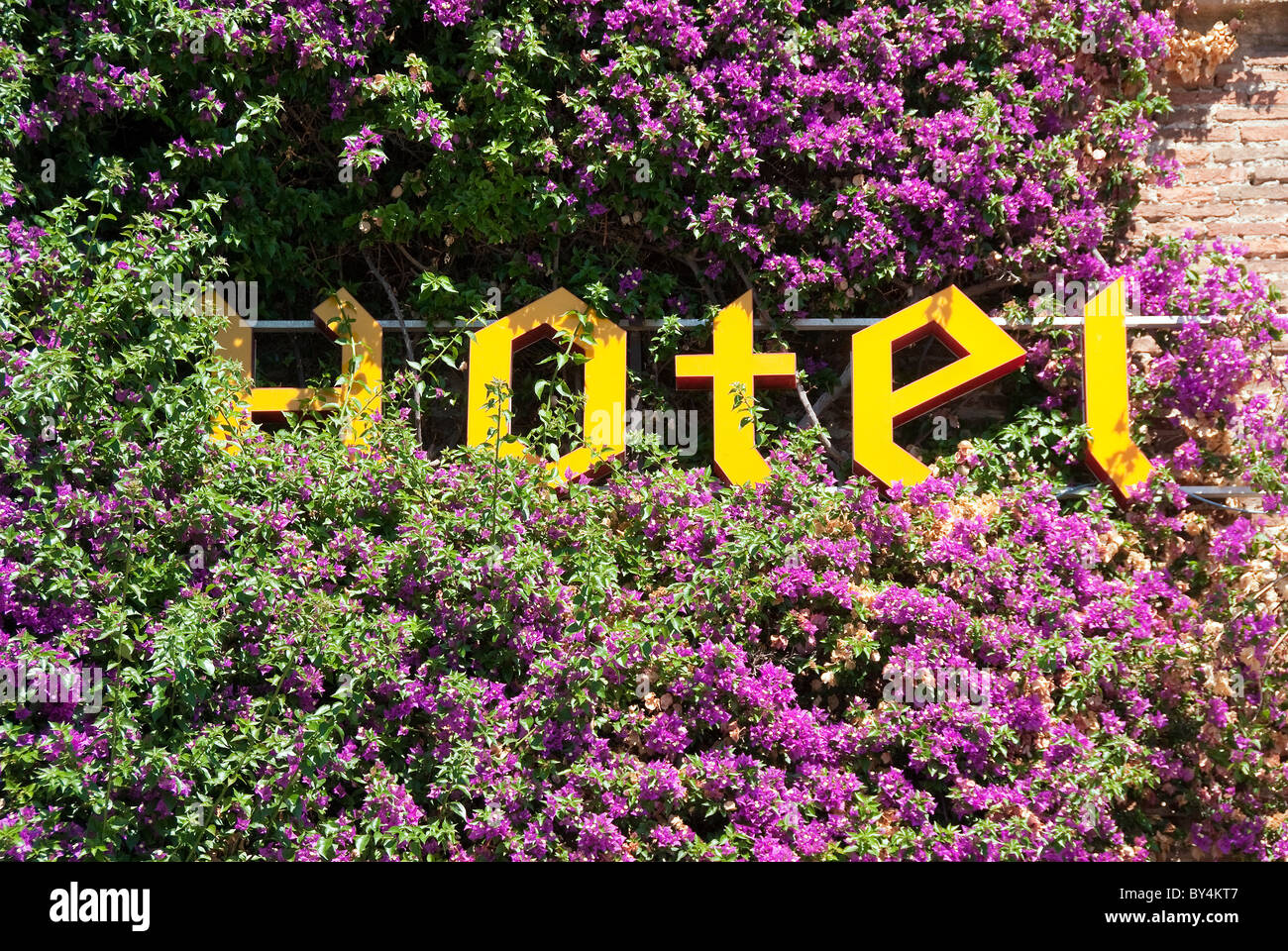 Luxury Hotel sign Livorno surrounded by flowering bougainvillea flowers Stock Photo
