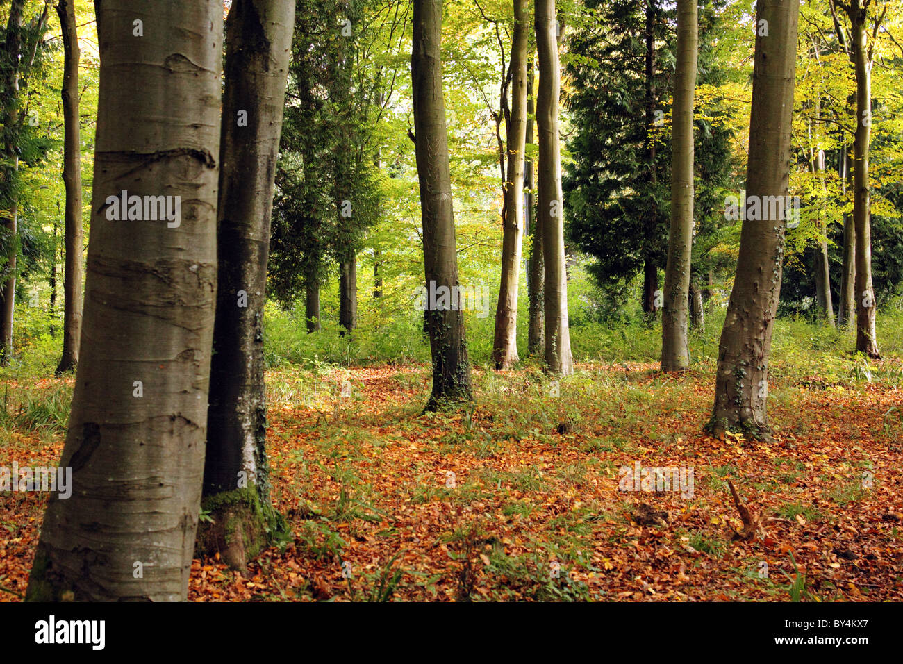 Atmospheric woodland floor hi-res stock photography and images - Alamy