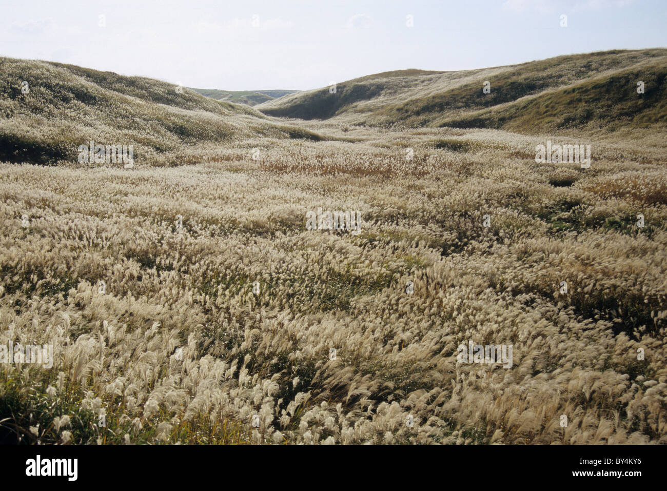 Japanese Pampas Grass Growing at Mount Aso Stock Photo Alamy