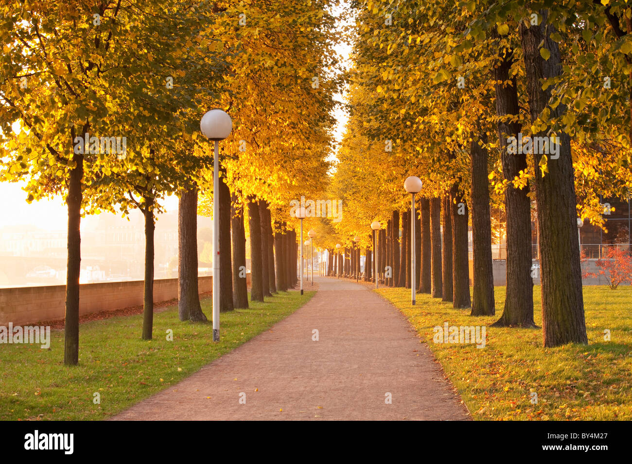 Germany,Saxony,Dresden,pathway lined with trees turning to autumn colors Stock Photo