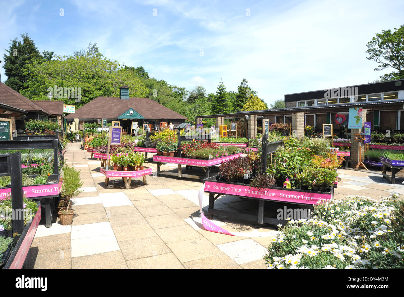 Garden centre shrubs and bedding plants area UK Stock Photo Alamy